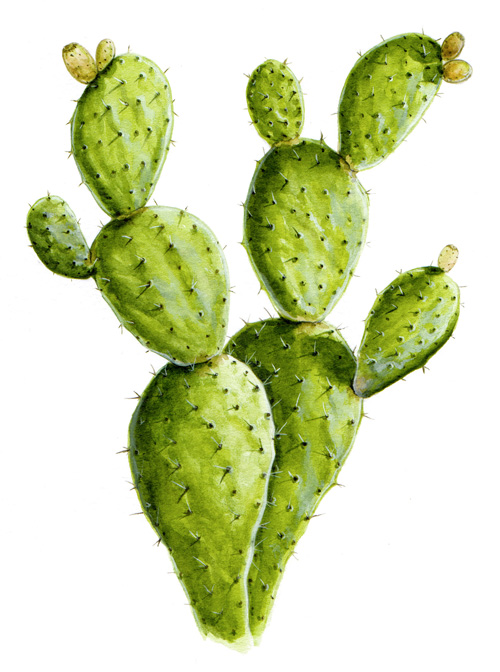 Illustration de nopal.