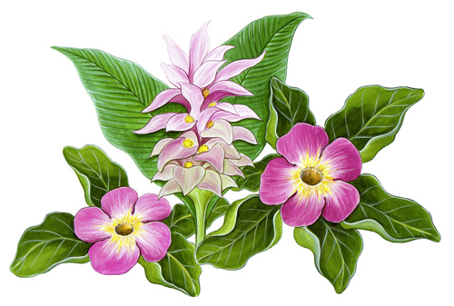 Illustration représentant curcumin et harpagophytum.