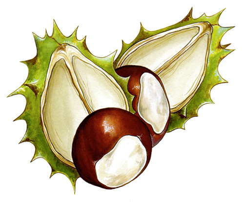 Illustration de marrons d’Inde.
