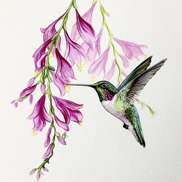 Colibri en vol, butinant quelques fleurs.